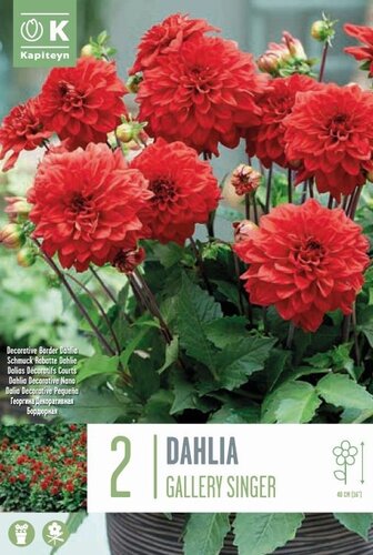 Dahlia Gallery Singer