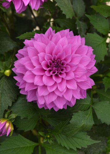 Dahlia Gardenetta Dark Leaf Lavender Purple 3.2 Litre