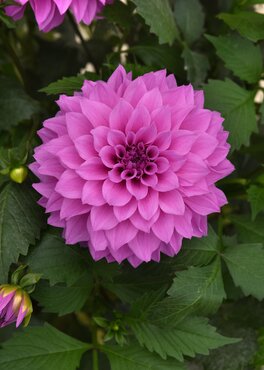Dahlia Gardenetta Dark Leaf Lavender Purple 3.2 Litre