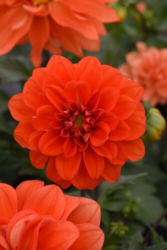 Dahlia Gardenetta Dark Leaf Orange 3.2 Litre