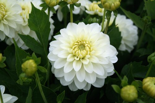 Dahlia Gardenetta Dark Leaf Pearl 3.2 Litre