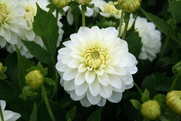 Dahlia Gardenetta Dark Leaf Pearl 3.2 Litre