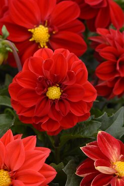 Dahlia Gardenetta Dark Leaf Scarlet 3.2 Litre