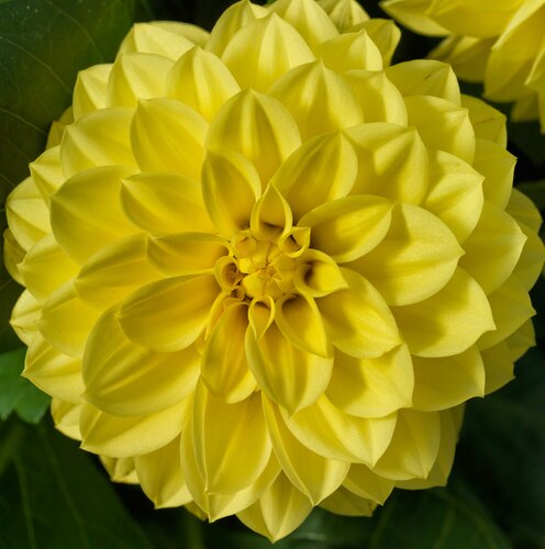 Dahlia Gardenetta Dark Leaf Yellow 3.2 Litre