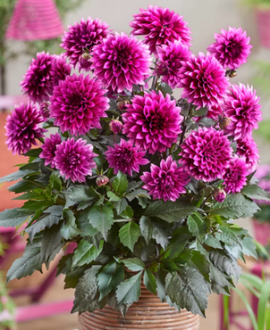 Dahlia Gardenetta Velvet Crush 3 Litre