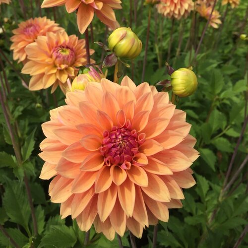 Dahlia Glorie Van Noordwijk 3 Litre