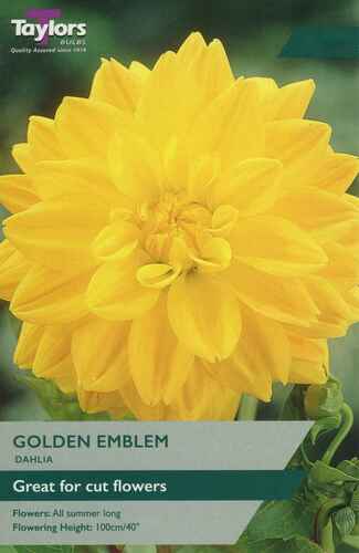 Dahlia Golden Emblem