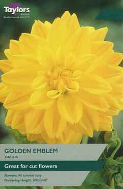 Dahlia Golden Emblem