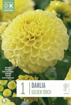 Dahlia Golden Torch