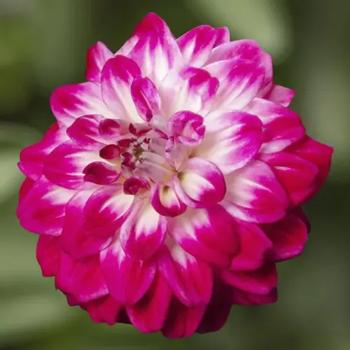 Dahlia Grandalia Hot Pink Ice 3.2 Litre