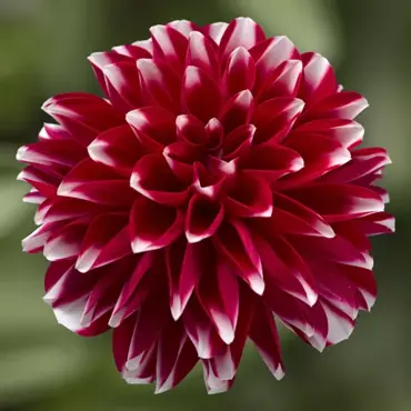 Dahlia Grandalia Peppermint 3.2 Litre