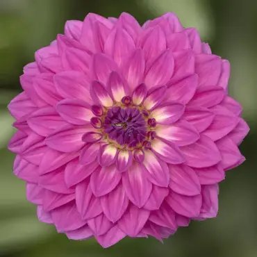 Dahlia Grandalia Rose 3.2 Litre