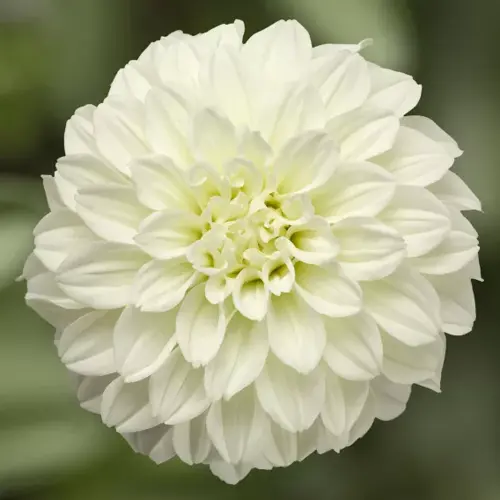 Dahlia Grandalia White 3.2 Litre