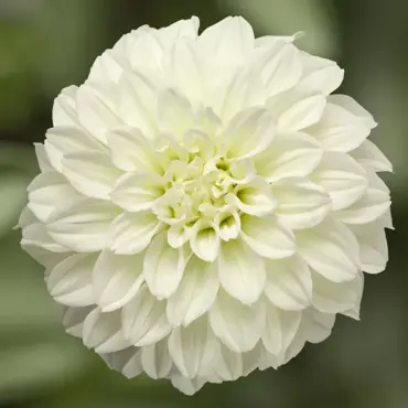 Dahlia Grandalia White 3.2 Litre