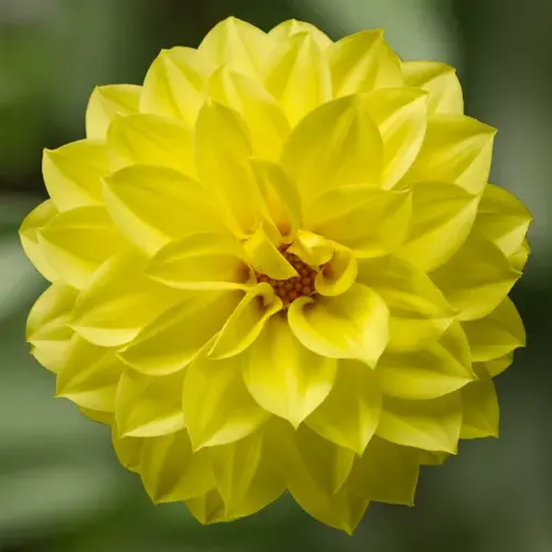 Dahlia Grandalia Yellow 3.2 Litre