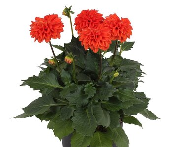 Dahlia Grande Deep Orange 2.5 Litre