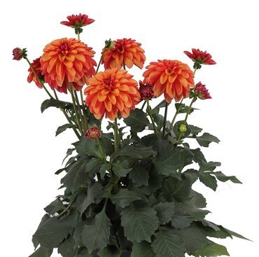 Dahlia Grande Orange Bicolour 2.5 Litre