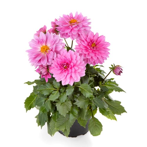 Dahlia Grande Pink 2.5 Litre