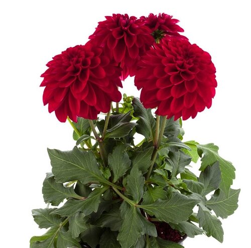 Dahlia Grande Red 2.5 Litre