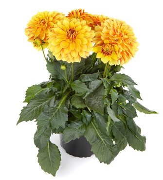 Dahlia Grande Sunrise 2.5 Litre