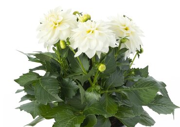 Dahlia Grande White 2.5 Litre