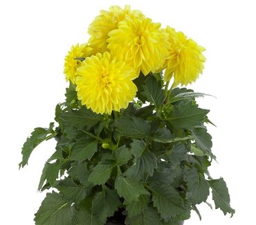 Dahlia Grande Yellow 2.5 Litre