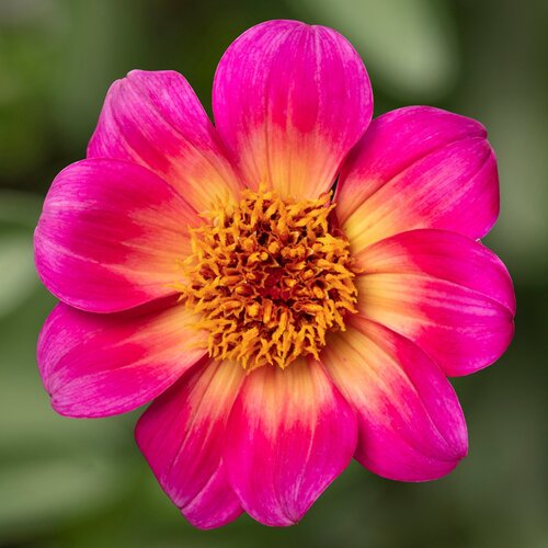 Dahlia Happy Days Halo 2.5 Litre