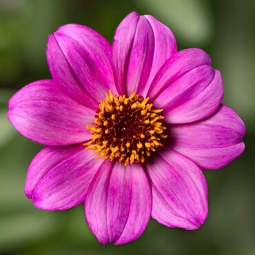 Dahlia Happy Days Purple 2.5 Litre