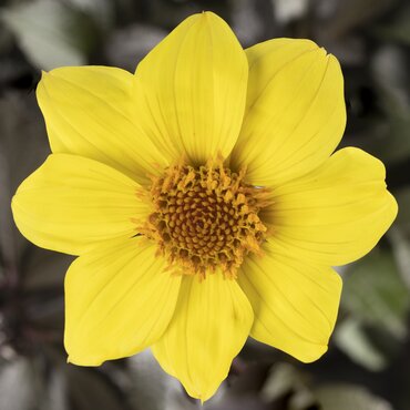 Dahlia Happy Days Yellow 2.5 Litre