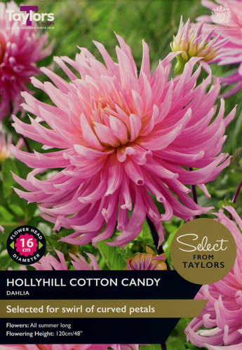 Dahlia Hollyhill Cotton Candy