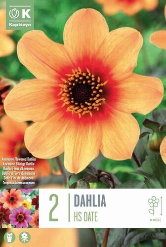 Dahlia HS Date