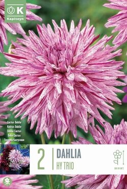 Dahlia Hy Trio