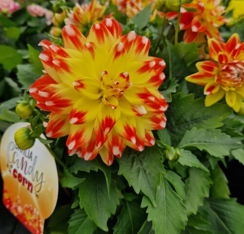 Dahlia Hypnotica Candy Corn 3.2 Litre