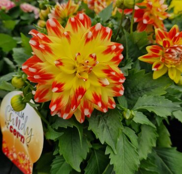 Dahlia Hypnotica Candy Corn 3.2 Litre