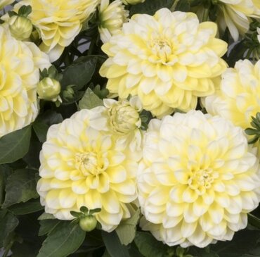 Dahlia Hypnotica Lemon Swirl 2.5 Litre