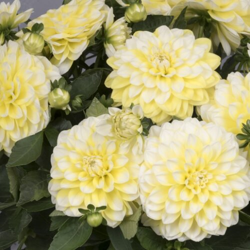 Dahlia Hypnotica Lemon Swirl 3.2 Litre