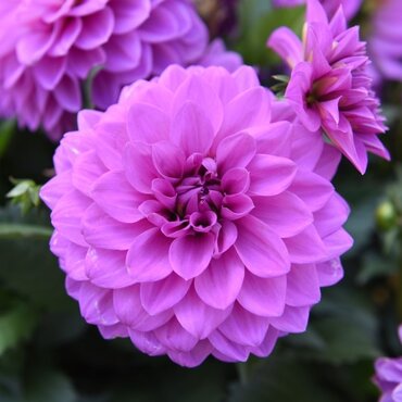 Dahlia Hypnotica Purple 2.5 Litre