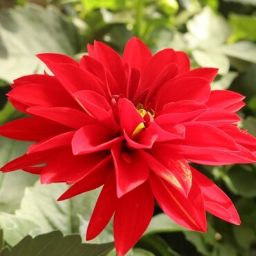 Dahlia Hypnotica Red Velvet 2.5 Litre