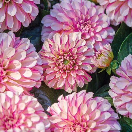 Dahlia Hypnotica Rose Swirl 3.2 Litre