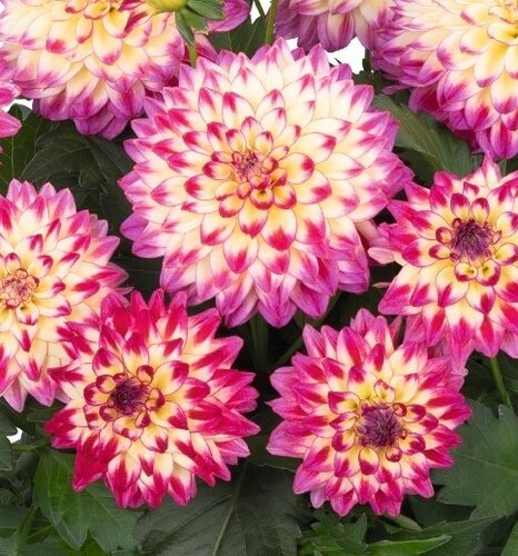 Dahlia Hypnotica Tropical Breeze 2.5 Litre