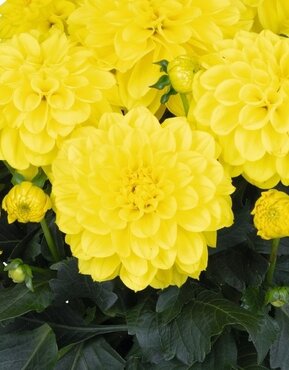 Dahlia Hypnotica Yellow 2.5 Litre