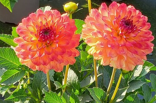 Dahlia Icoon 3 Litre