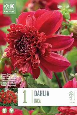 Dahlia Inca