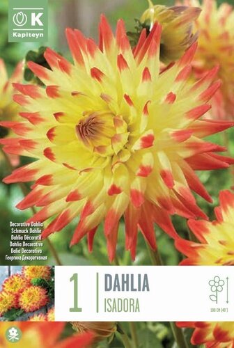 Dahlia Isadora