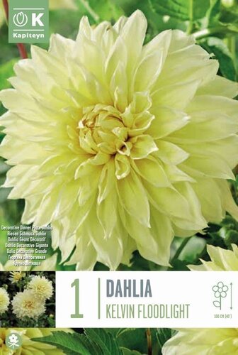 Dahlia Kelvin Floodlight