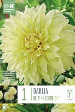 Dahlia Kelvin Floodlight