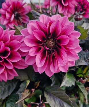 Dahlia Labella Grande Chocolate 3 Litre