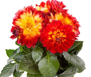 Dahlia LaBella Maggiore Fun Flame 3.2 Litre
