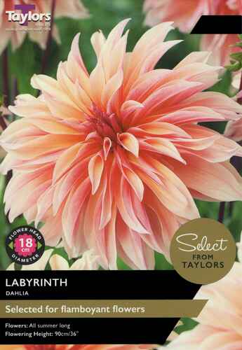 Dahlia Labyrinth