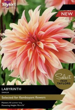 Dahlia Labyrinth